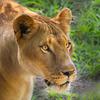 Female Lion<br>Canon 5D Mark III