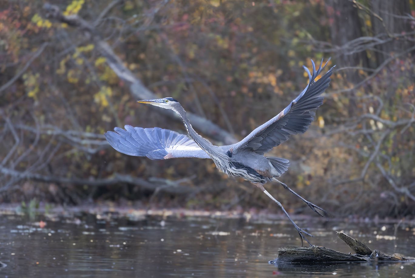 R6 Mark II bird photo