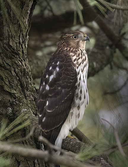 Canon Bird Lens