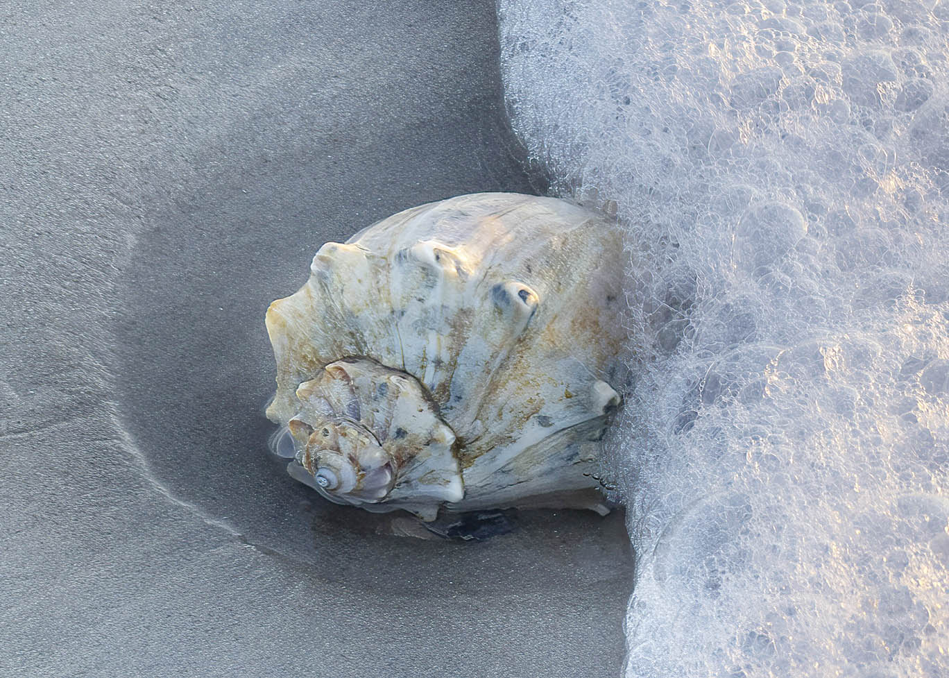 Ocean Conch Up Close