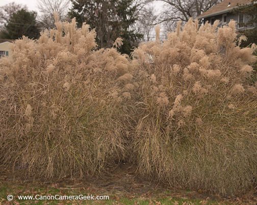 Photo of ornamental grass