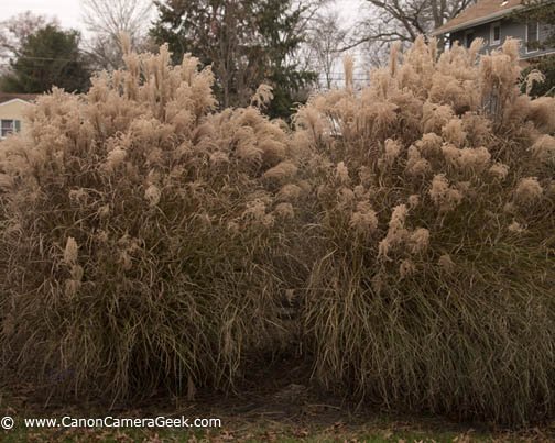 Photo of ornamental grass