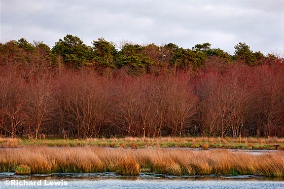 Pine Barrens - Photography by Richard Lewis