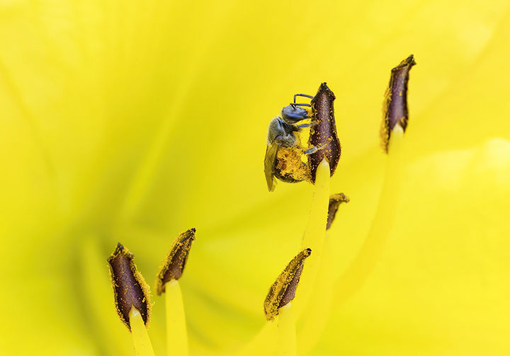 sample photo 50mm prime lens with extension tube